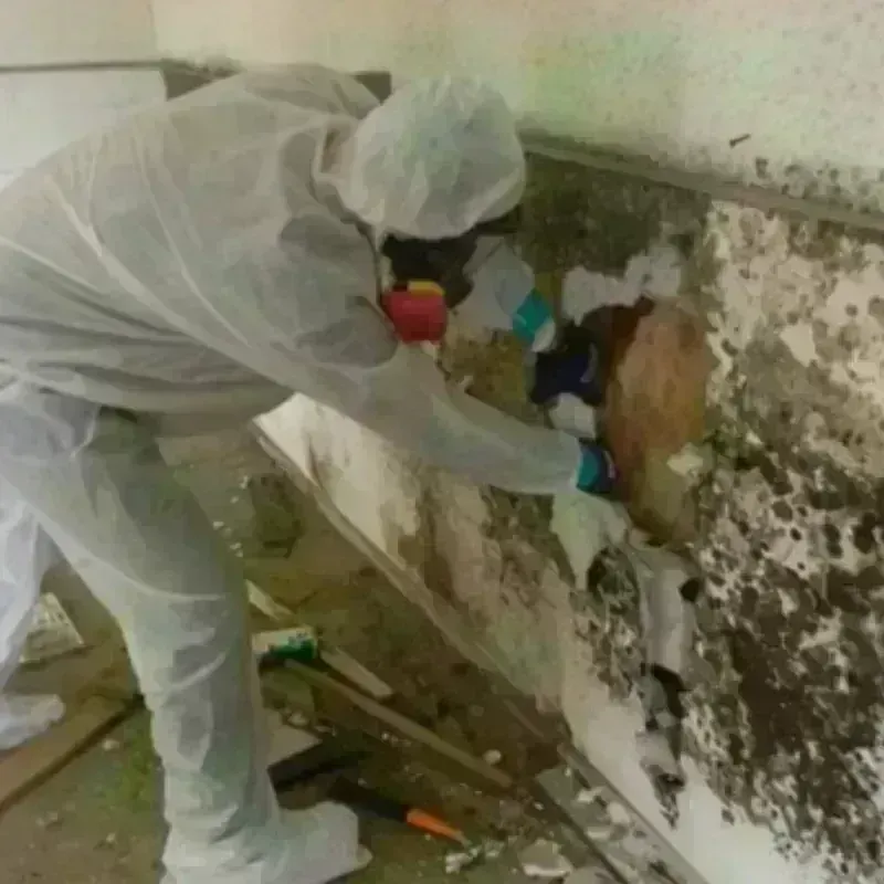 Mold Remediation and Removal in Wheeler, TX